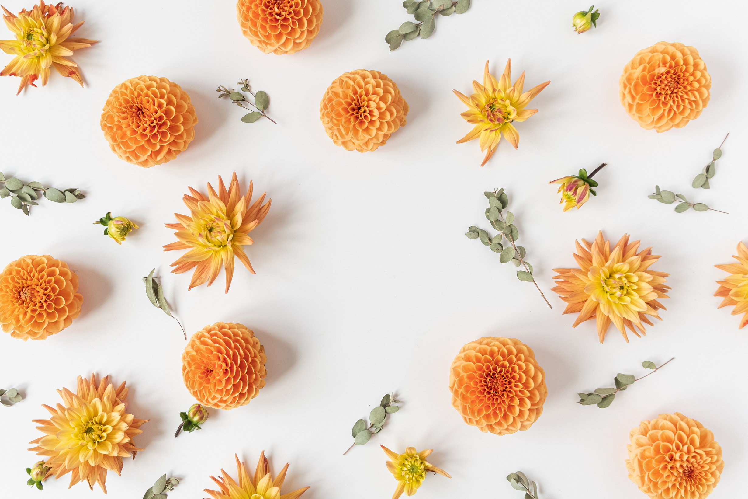 Orange Dahlia Flowers  